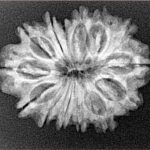 14 Mukhi Rudraksha 26mm 3.32gm - Origin: Nepal - Xray