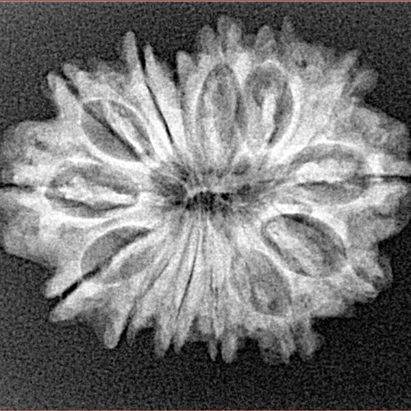 14 Mukhi Rudraksha 26mm 3.32gm - Origin: Nepal - Xray