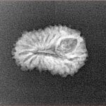 19 Mukhi Rudraksha 18.9mm 1.26gm - Xray