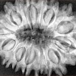 17 Mukhi Rudraksha 33.1mm 7.22gm - Xray