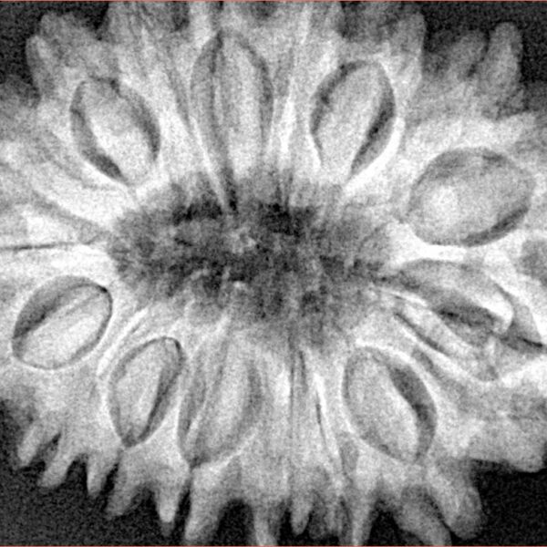 17 Mukhi Rudraksha 33.1mm 7.22gm - Xray