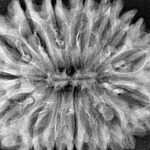 15 Mukhi Rudraksha 34.6mm 5.42gm - Xray