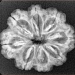 8 Mukhi Rudraksha 25.3mm 3.68gm - Xray