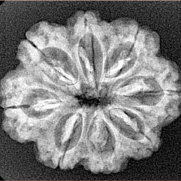 8 Mukhi Rudraksha 25.3mm 3.68gm - Xray