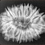 16 Mukhi Rudraksha 28.8mm 4.39gm - Xray