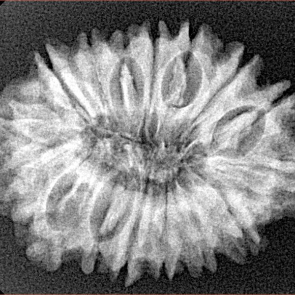 16 Mukhi Rudraksha 28.8mm 4.39gm - Xray