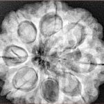 8 Mukhi Rudraksha 29.8mm 8.18gm - Xray