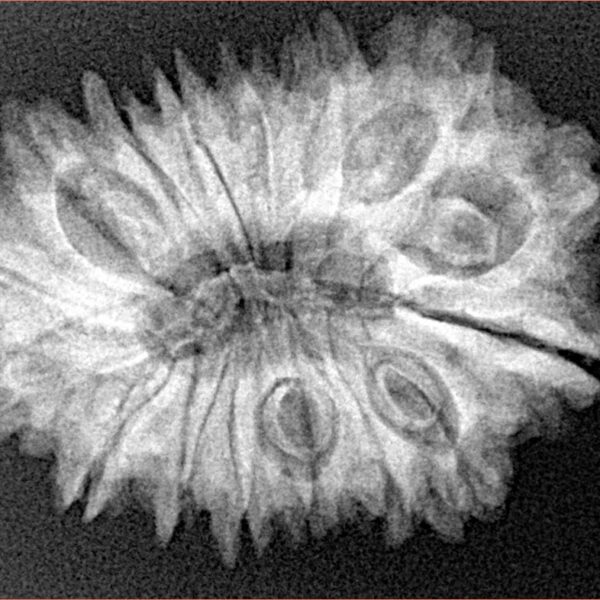 16 Mukhi Rudraksha 29.6mm 5gm - Xray