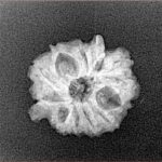 12 Mukhi Triple Ganesh 18.4mm 1.73gm - Xray