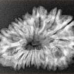 16 Mukhi Rudraksha 29.8mm 3.89gm - Xray
