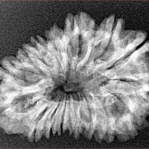 16 Mukhi Rudraksha 29.8mm 3.89gm - Xray