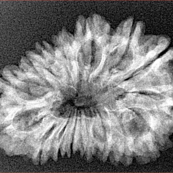 16 Mukhi Rudraksha 29.8mm 3.89gm - Xray