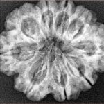 9 Mukhi Rudraksha 28.2mm 5.39gm - Xray