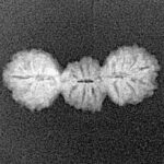 21 Mukhi Trijuti 20.2mm 0.87gm - Xray
