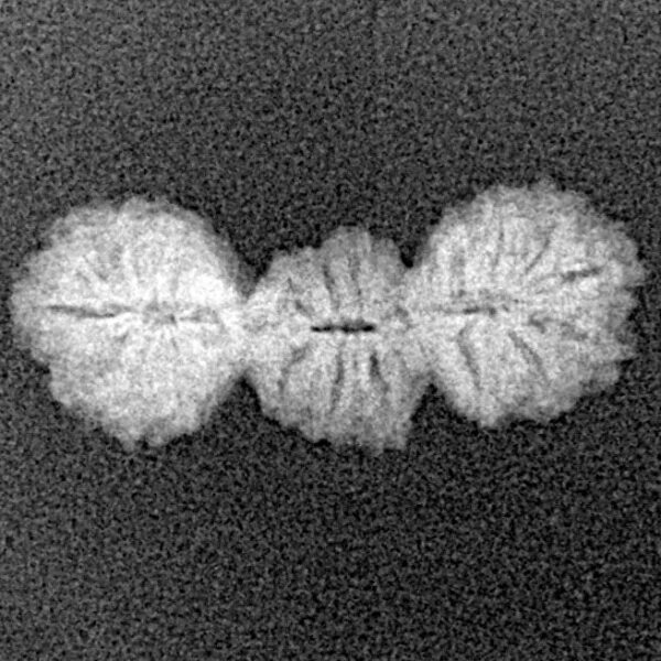 21 Mukhi Trijuti 20.2mm 0.87gm - Xray