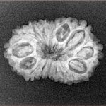 16 Mukhi Rudraksha 23.9mm 2.45gm - Xray