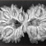 14 Mk Gaurishankar 34.5mm 6.19gm - Xray