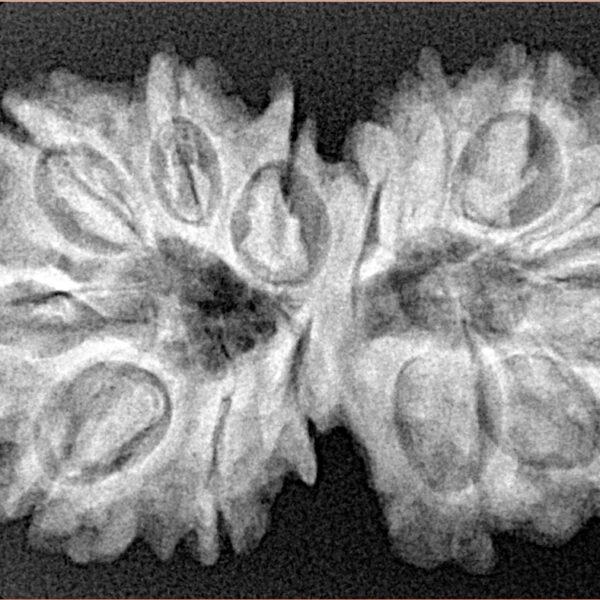 14 Mk Gaurishankar 34.5mm 6.19gm - Xray