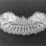 29 Mukhi Rudraksha 28.1mm 2.13gm - Xray