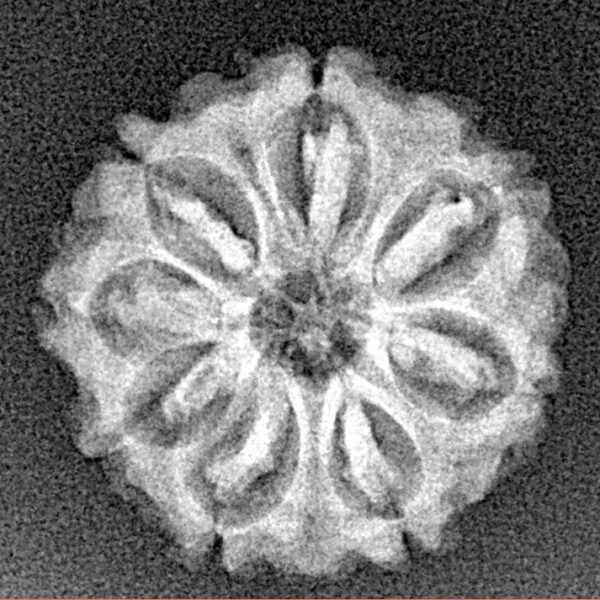 8 Mukhi Rudraksha 20.4mm 2.51gm - Xray