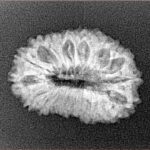 19 Mukhi Rudraksha 22.7mm 2.28gm - Xray