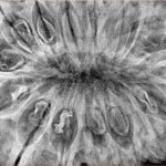 17 Mukhi Rudraksha 40.5mm 10.32gm - Xray