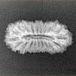 21 Mukhi Rudraksha 23mm 1.55gm - Xray