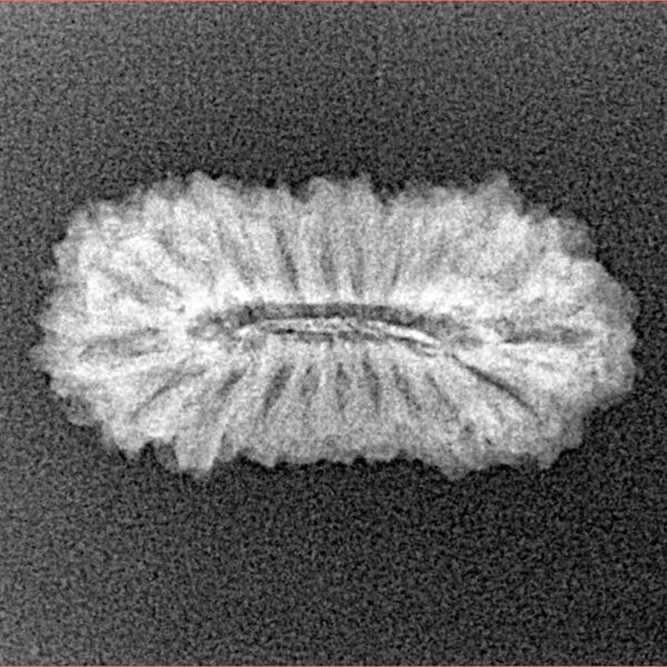 21 Mukhi Rudraksha 23mm 1.55gm - Xray