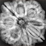 8 Mukhi Rudraksha 29.4mm 7.67gm - Xray