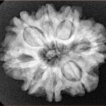 8 Mukhi Rudraksha 25.6mm 5gm - Xray