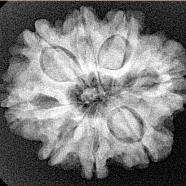 8 Mukhi Rudraksha 25.6mm 5gm - Xray