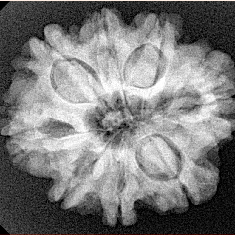 8 Mukhi Rudraksha 25.6mm 5gm - Xray