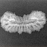 26 Mukhi Rudraksha 22.5mm 1.28gm - Xray
