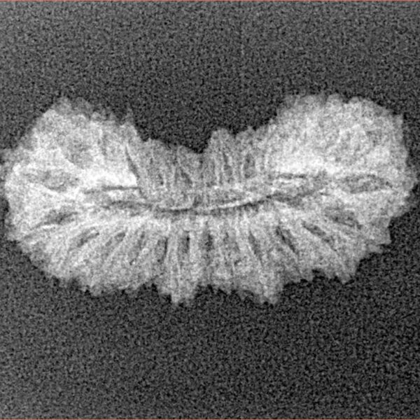 26 Mukhi Rudraksha 22.5mm 1.28gm - Xray