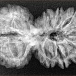 14 Mk Gaurishankar 35.8mm 5.68gm - Xray