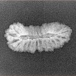27 Mukhi Rudraksha 22.9mm 1gm - Xray