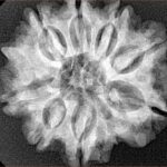 8 Mukhi Ganesh 26.7mm 5.54gm - Xray