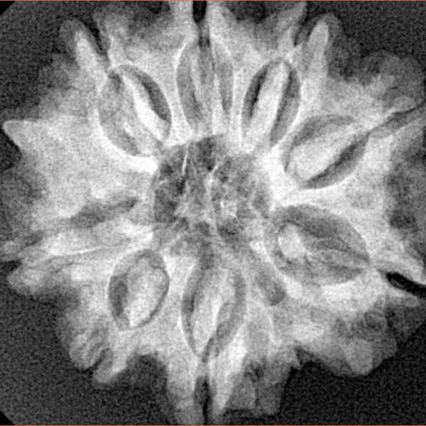 8 Mukhi Ganesh 26.7mm 5.54gm - Xray