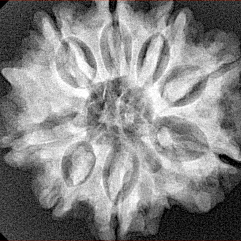 8 Mukhi Ganesh 26.7mm 5.54gm - Xray