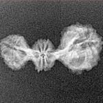 20 Mukhi Trijuti 22.8mm 0.95gm - Xray