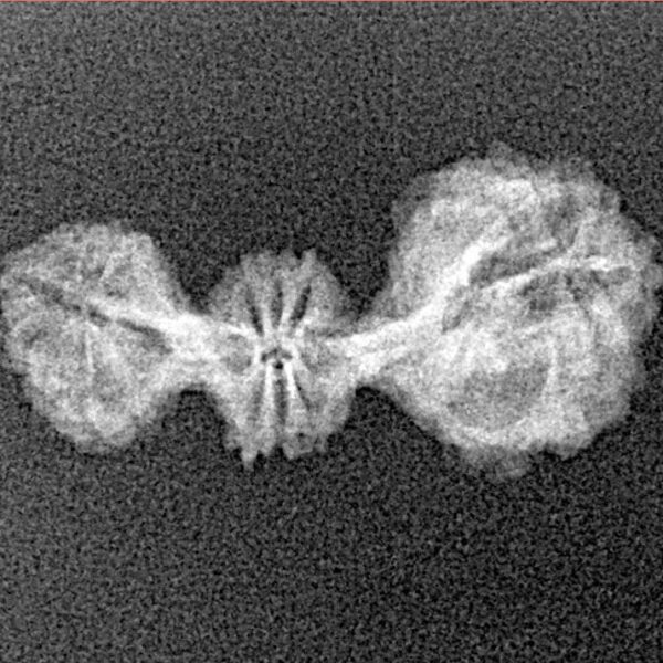 20 Mukhi Trijuti 22.8mm 0.95gm - Xray