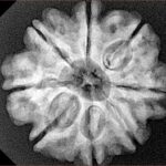 8 Mukhi Rudraksha 25.3mm 5.18gm - Xray