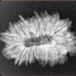 16 Mukhi Rudraksha 26.6mm 3.34gm - Xray