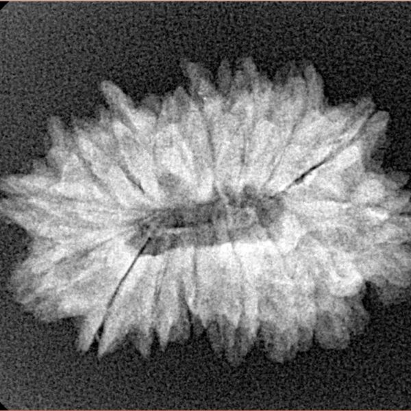 16 Mukhi Rudraksha 26.6mm 3.34gm - Xray