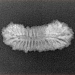 31 Mukhi Rudraksha 24.8mm 1.49gm - Xray