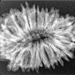 17 Mukhi Rudraksha 29.9mm 4gm - Origin: Nepal - Xray