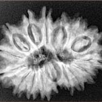 16 Mukhi Rudraksha 28.4mm 5gm - Xray
