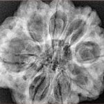 8 Mukhi Rudraksha 31.1mm 7.43gm - Xray