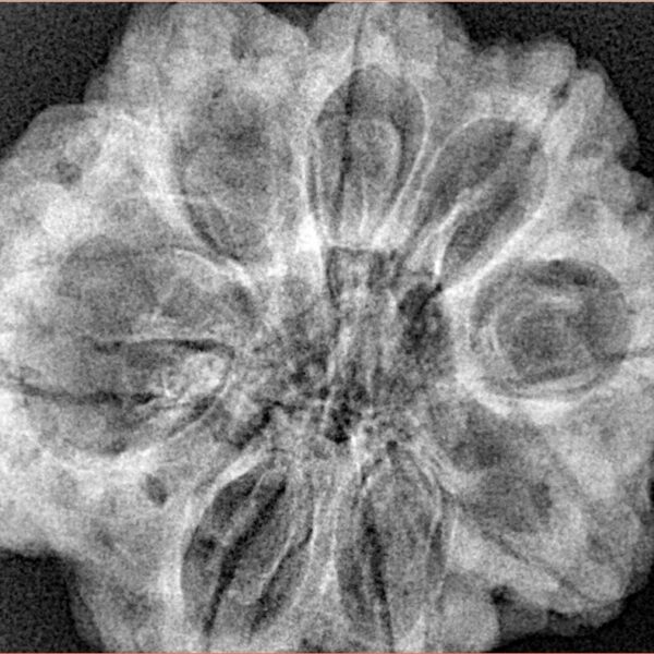8 Mukhi Rudraksha 31.1mm 7.43gm - Xray