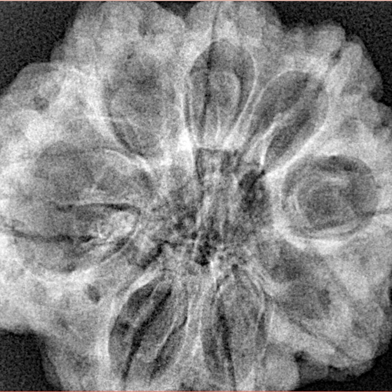 8 Mukhi Rudraksha 31.1mm 7.43gm - Xray